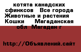 котята канадских сфинксов - Все города Животные и растения » Кошки   . Магаданская обл.,Магадан г.